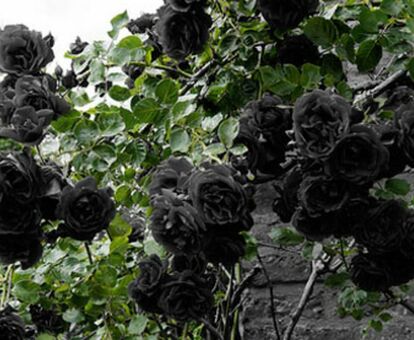 ROSAS NEGRAS, by Daniela Delgado | Poeticous: poems, essays, and short  stories