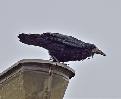 Black Rook