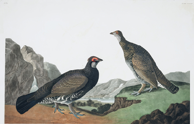 Long-tailed or Dusky Grous, by John James Audubon