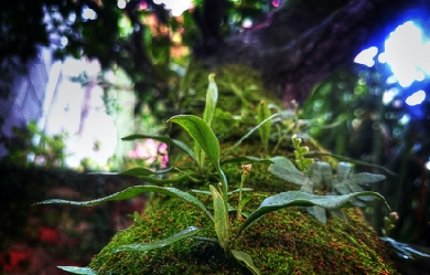 Orchids in the tropical forest